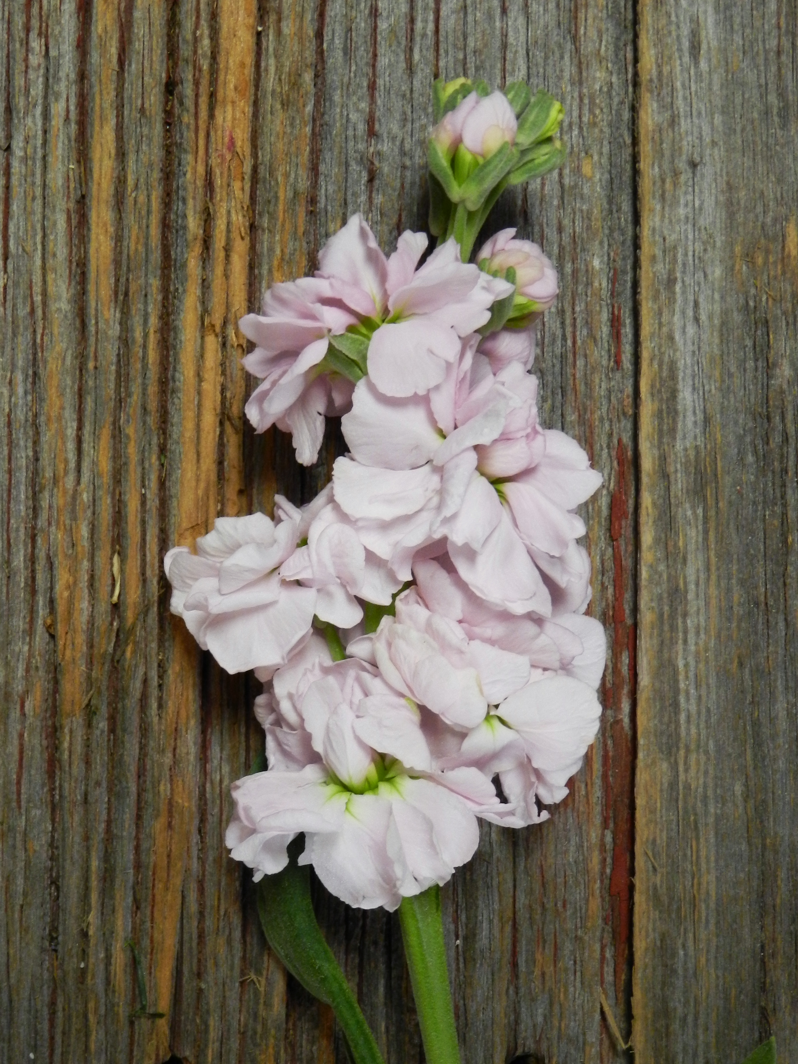 LIGHT PINK STOCK